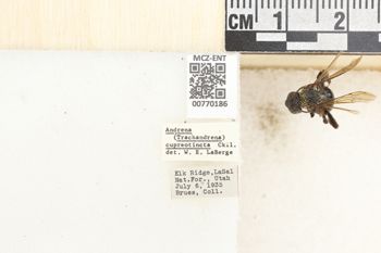 Media type: image;   Entomology 770186 Aspect: Labels